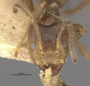 Media type: image;   Entomology 21356 Aspect: head frontal view